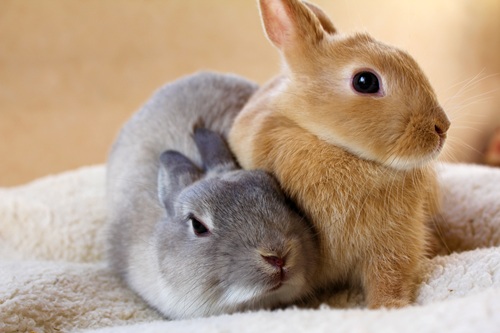 一人暮らしにおすすめのペットをご紹介