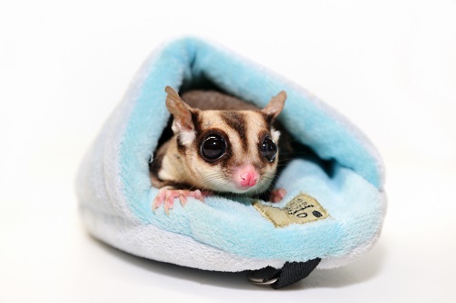 モモンガがおすすめの理由とは？