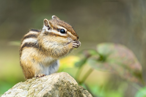 リスがおすすめの理由とは？