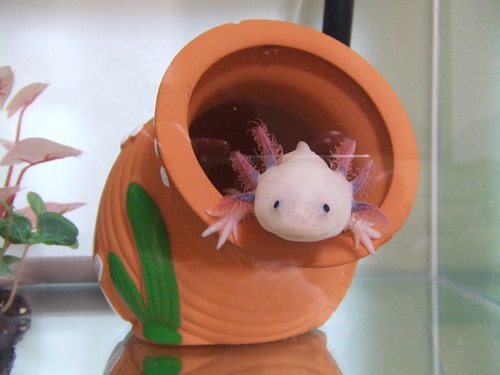 ウーパールーパーがおすすめの理由とは？