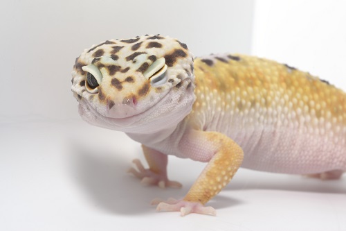 ヒョウモントカゲモドキがおすすめの理由とは？