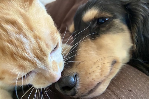 一人暮らしでも犬や猫は飼える？