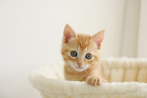 一人暮らしでも猫を飼えるのでしょうか？