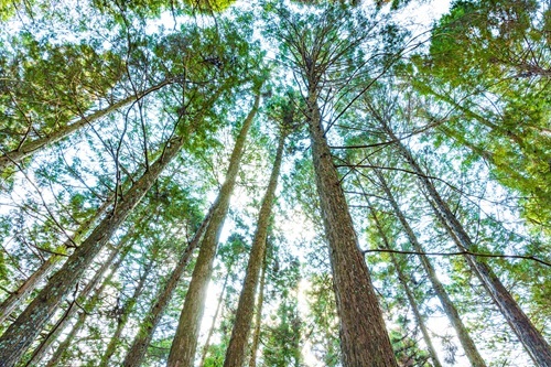 建物に適した木材の種類を解説します