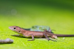 ニホンカナヘビ