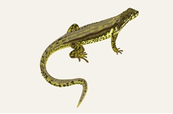 アムールカナヘビ