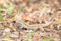 コモチカナヘビ