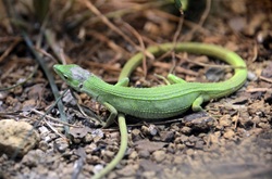 ミヤコカナヘビ