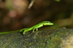 サキシマカナヘビ