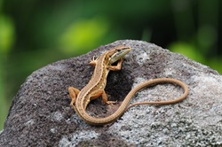 ニホンカナヘビ