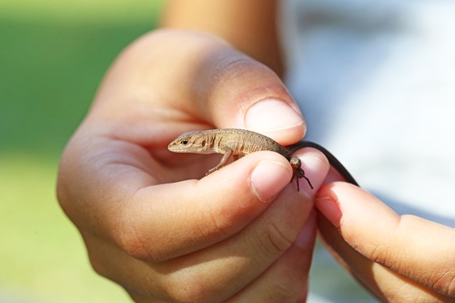 カナヘビはペットショップで購入する他、野生のものを捕獲できる場合もあります