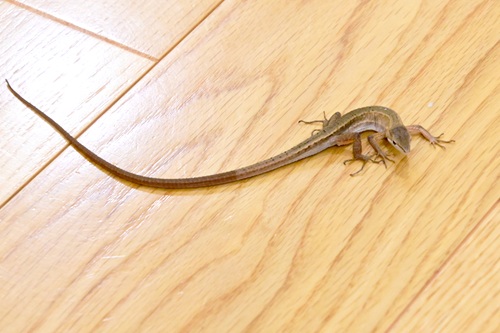 カナヘビを飼うのには何が必要でしょうか