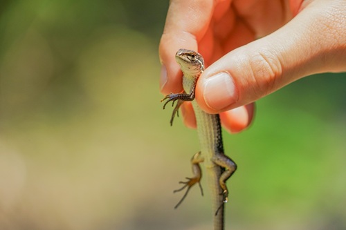 カナヘビの具体的な飼い方についてみていきましょう