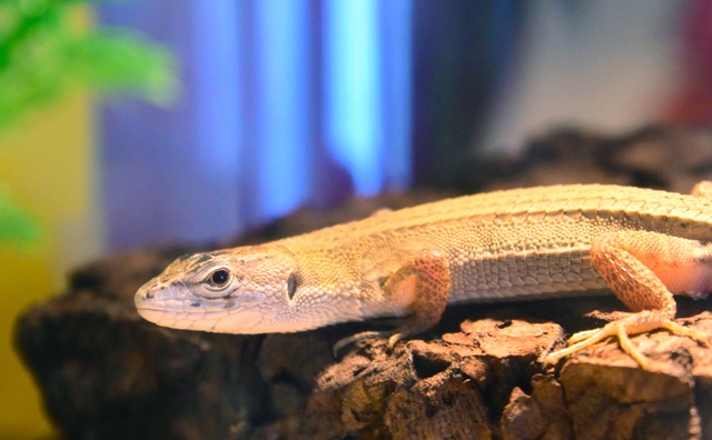 カナヘビの飼い方は？注意点や必要なものを解説