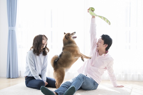 共働きでも犬は飼えますが、どのような心構えが必要なのでしょうか
