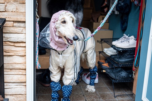 共働きで犬を飼って大変なことは？