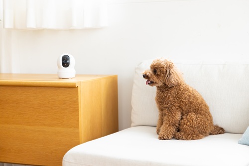 犬を飼うための留守番対策とは？