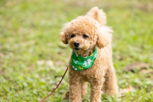 トイプードルが飼いやすい理由は？