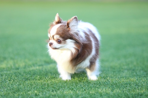 チワワが飼いやすい理由は？