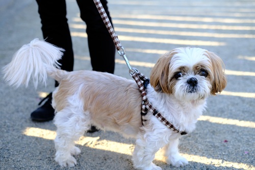 シーズーが飼いやすい理由は？