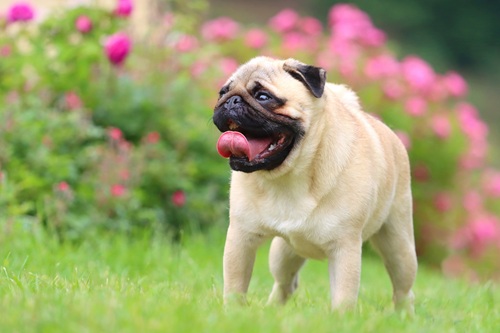 パグが飼いやすい理由は？