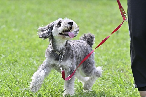 ミニチュアシュナウザーが飼いやすい理由は？