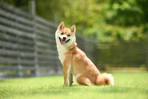 柴犬が飼いやすい理由は？