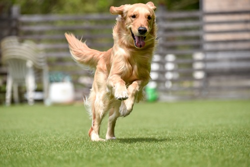 ゴールデンレトリバーが飼いやすい理由は？