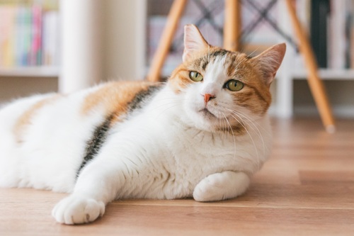 雑種猫の飼いやすさと魅力を紹介します