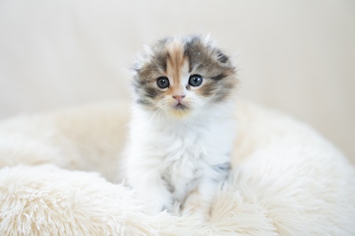 スコティッシュフォールドの飼いやすさと魅力を紹介します