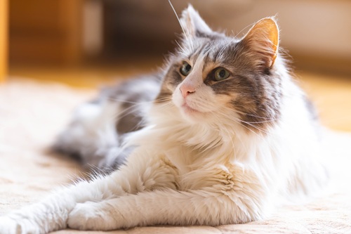 ノルウェージャンフォレストキャットの飼いやすさと魅力を紹介します