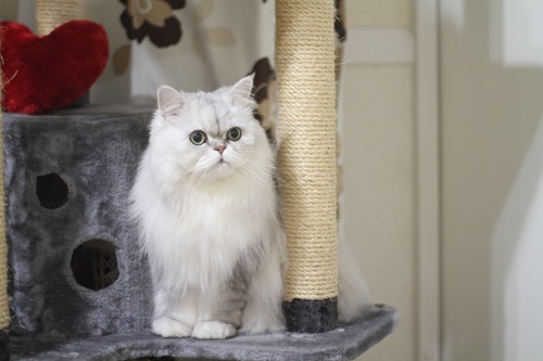 ペルシャ（チンチラ）の飼いやすさと魅力を紹介します