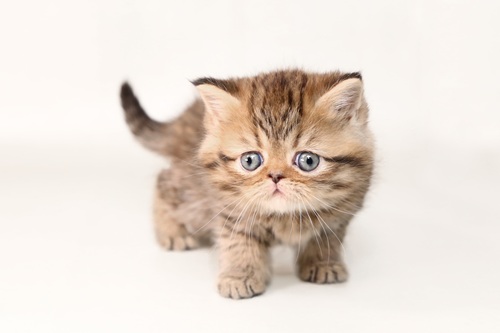 ミヌエットの飼いやすさと魅力を紹介します