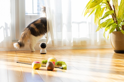 留守が多い家庭でも飼いやすい猫種を紹介します
