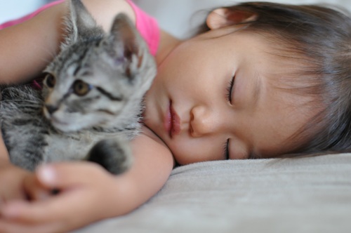 小さな子どもがいる家庭向きの猫種をご紹介します
