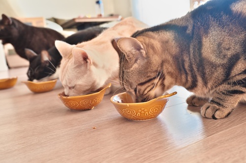 多頭飼い向きの猫種を紹介します