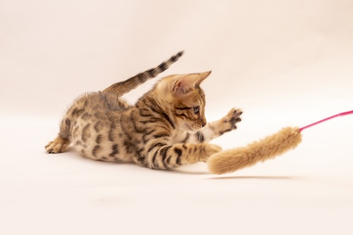 運動量の多い猫は、十分な遊び時間を確保できないとストレスに繋がります