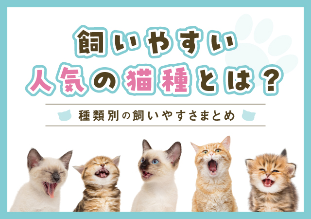 【専門家解説】飼いやすい人気の猫種とは？種類別の飼いやすさまとめ