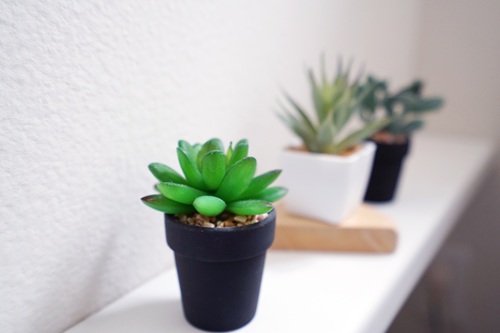 観葉植物がもたらす効果とは？