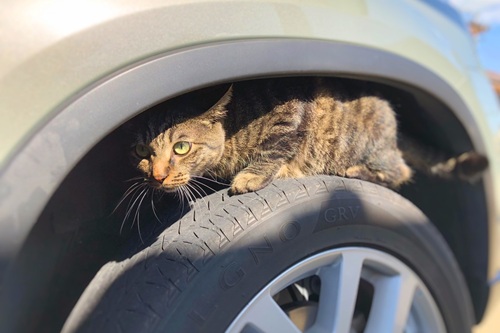 事故につながる危険性もあるため、車を発進する際は注意しましょう