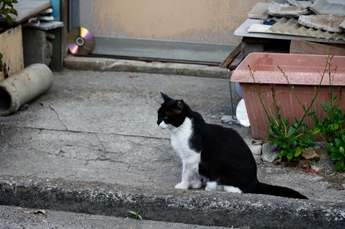 野良猫が好んで生息する環境について解説します