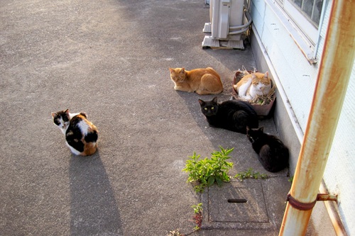 飼い猫と野良猫の見分けるポイントを解説します
