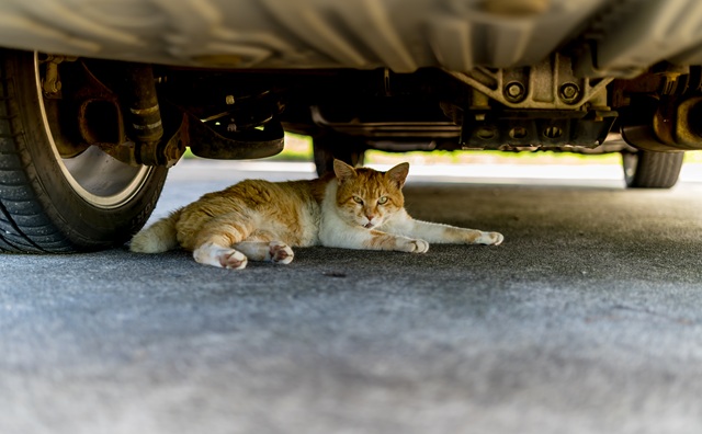 野良猫は駆除しちゃダメ？寄せ付けないための対策と相談先を徹底解説