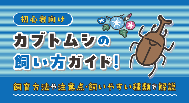 【初心者向け】カブトムシの飼い方ガイド！飼育環境や注意点をわかりやすく解説