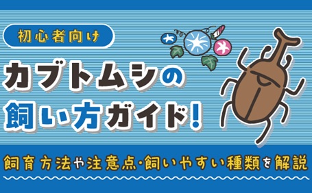 【初心者向け】カブトムシの飼い方ガイド！飼育環境や注意点をわかりやすく解説