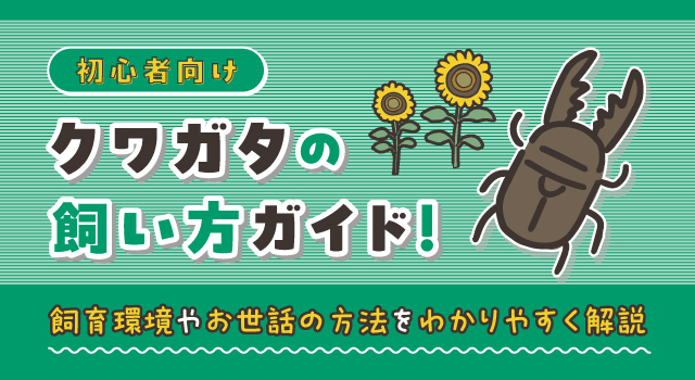 初心者向け】クワガタの飼い方ガイド！飼育環境やお世話の方法をわかり