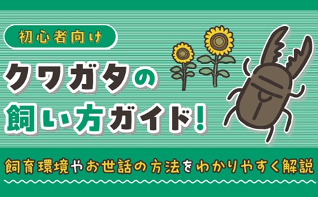 クワガタの飼い方をわかりやすく解説します