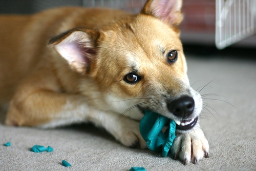 犬の分離不安症とは?