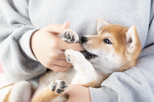 犬が分離不安症になる原因とは?