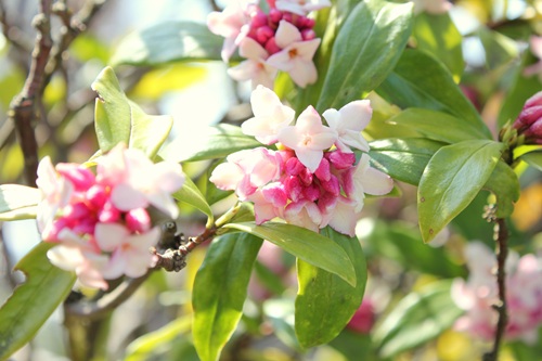 香り高く華やかで、育てやすさも兼ね備えています